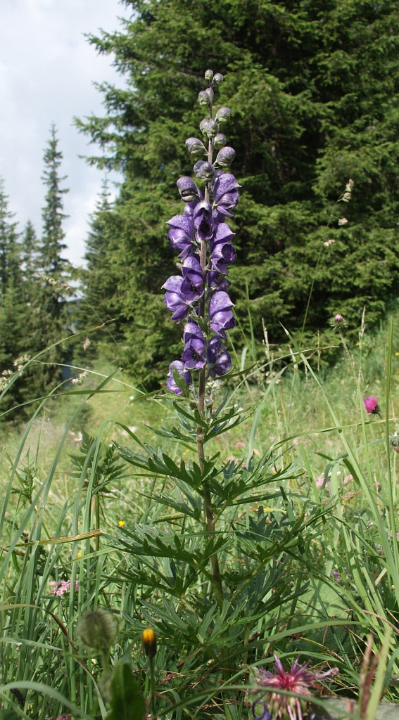 Monkshood (Aconitum napellus)