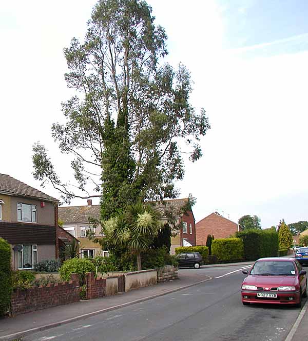 Cider gum (Eucalyptus gunnii)