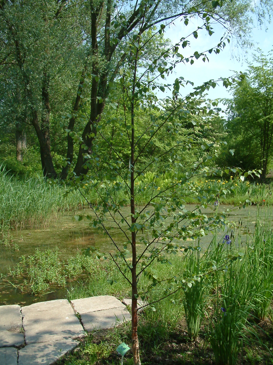Downy birch (Betula pubescens)
