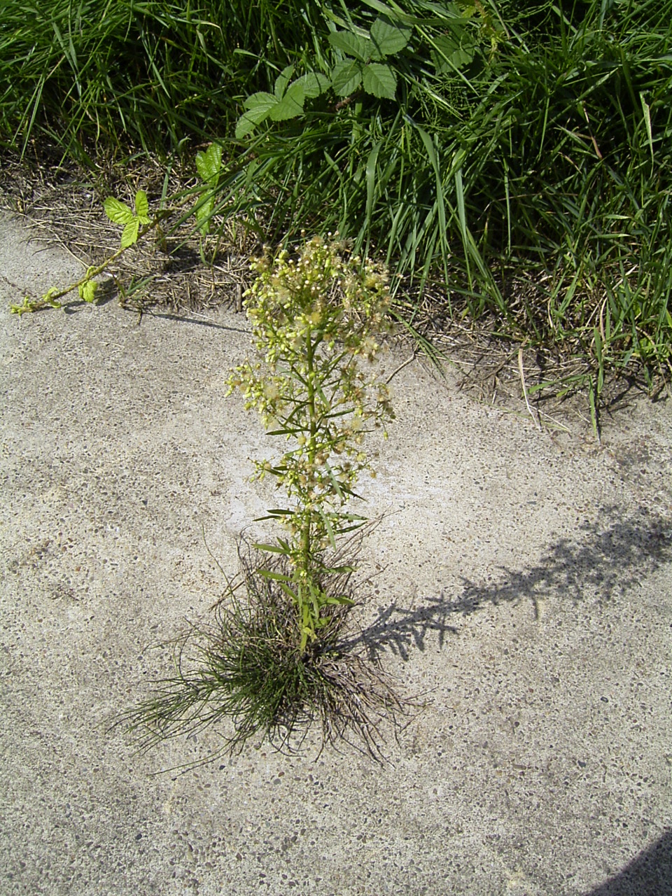 Canadian fleabane (Erigeron canadensis)