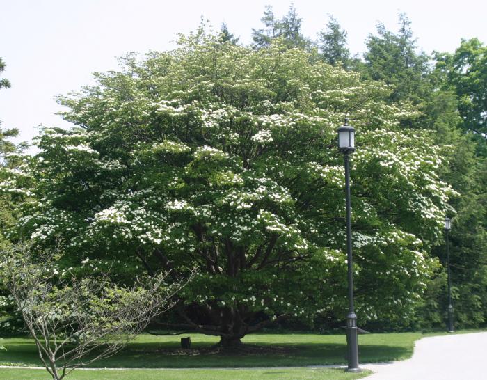 Japanse kornoelje (Cornus kousa)