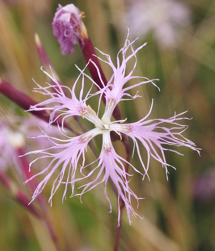 Large pink (Dianthus superbus)
