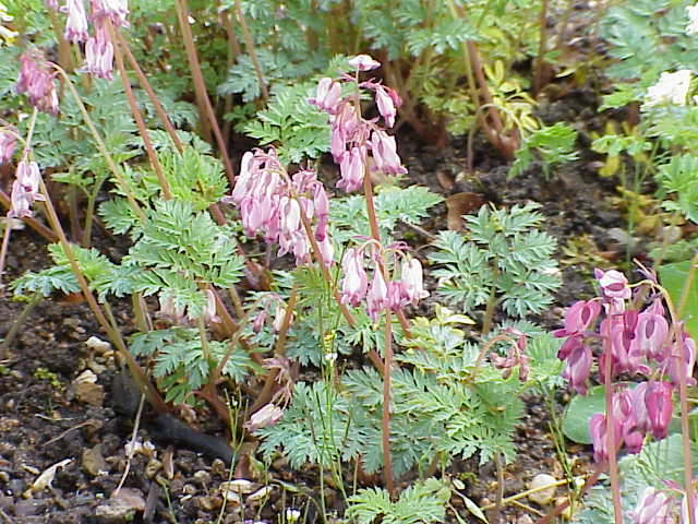 Mariatranen (Dicentra formosa)