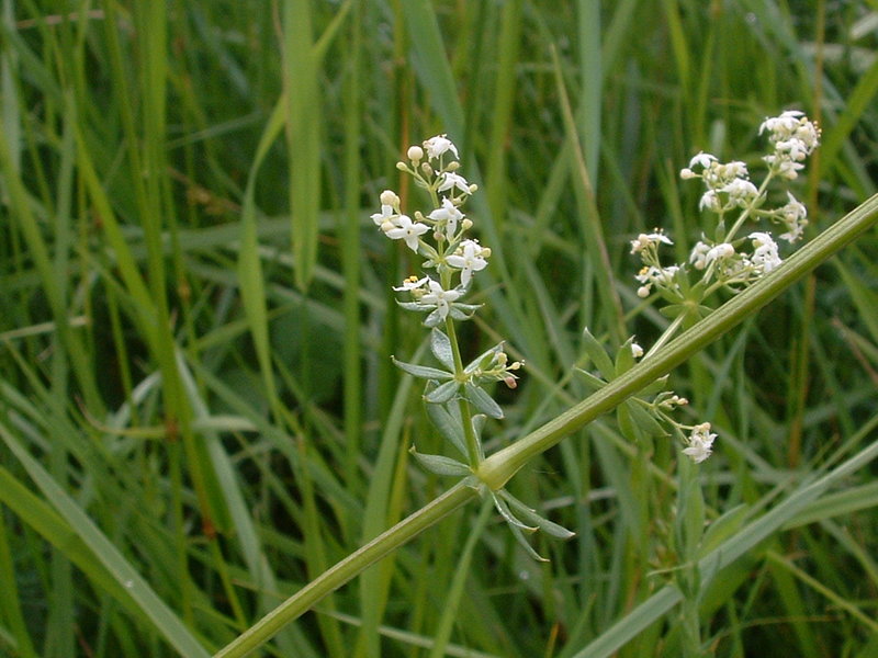 Hedge bedstraw (Galium mollugo)