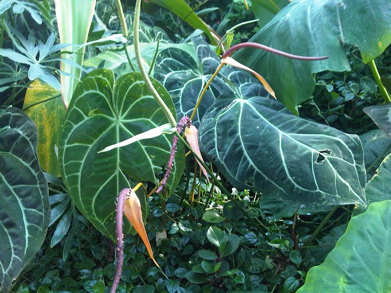 Crystal anthurium (Anthurium crystallinum)
