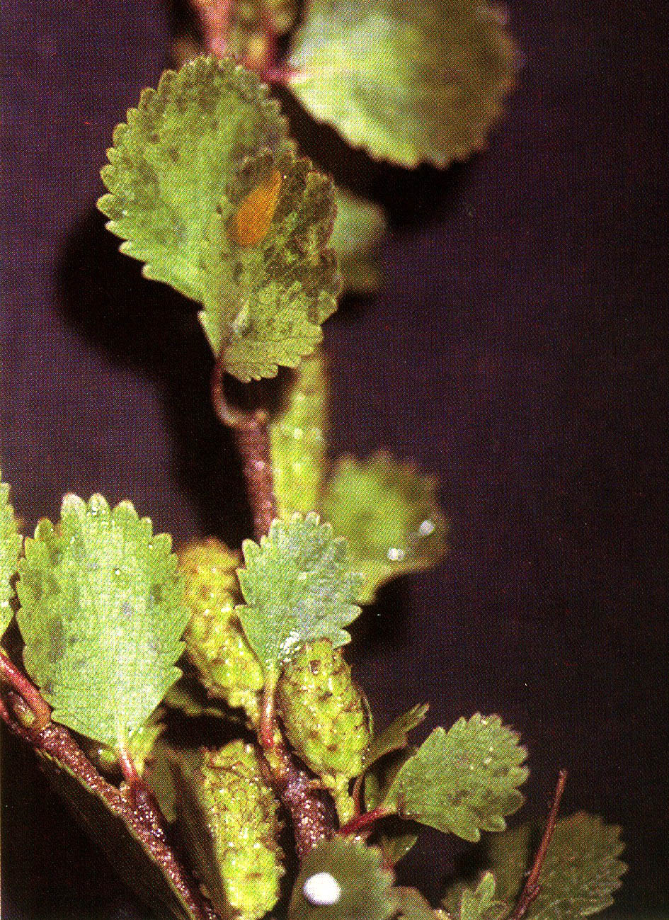 Dwarf birch (Betula nana)