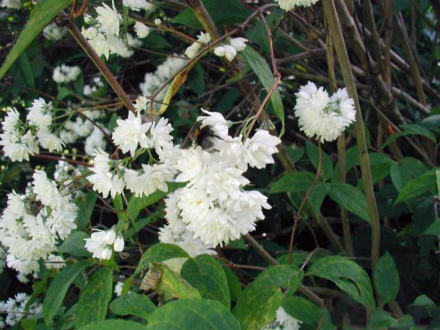 Deutzia
