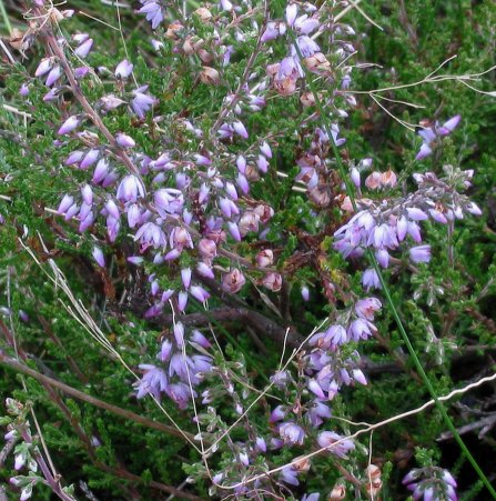 Heather (Calluna vulgaris)
