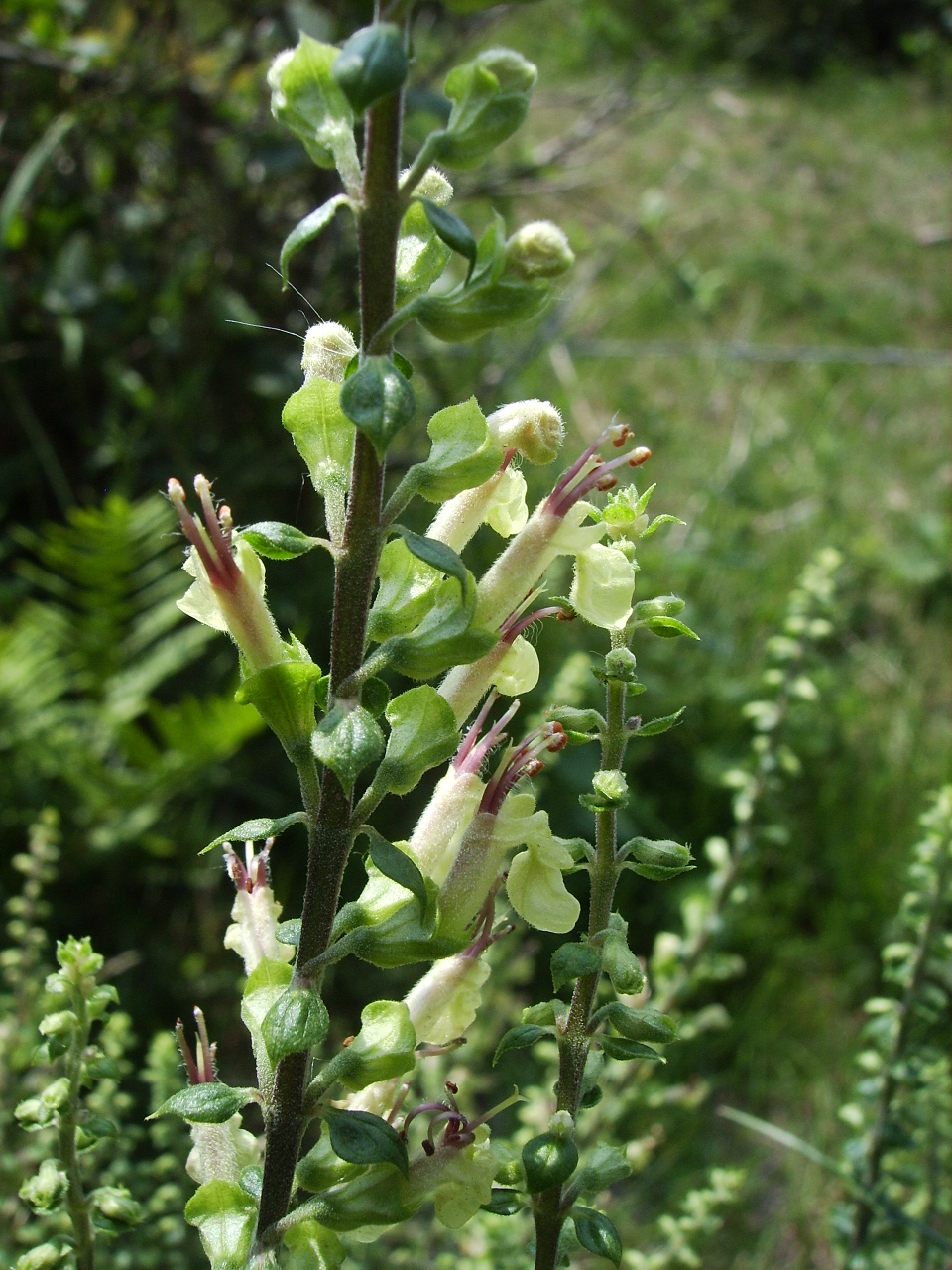 Wood sage (Teucrium scorodonia)