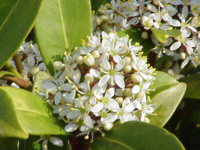 Japanese skimmia (Skimmia japonica)