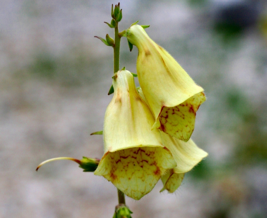 Large yellow foxglove (Digitalis grandiflora)