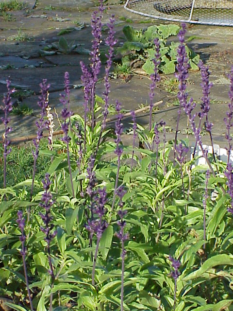 Mealycup sage (Salvia farinacea)