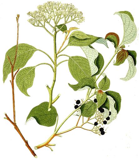 Pagoda dogwood (Cornus alternifolia)
