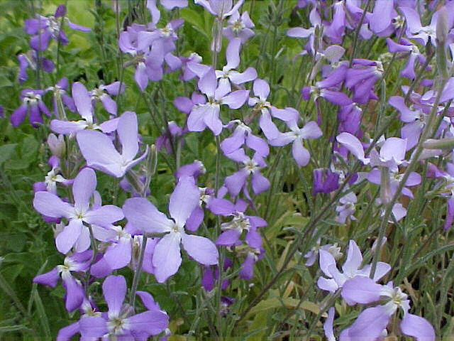 Night-scented stock (Matthiola longipetala)