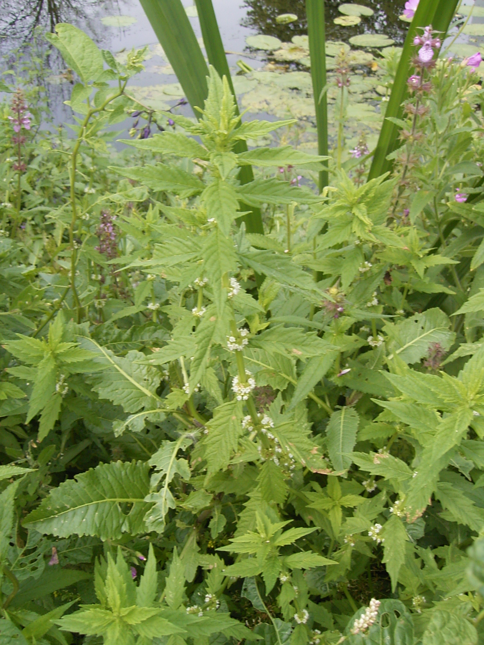 Gypsywort (Lycopus europaeus)