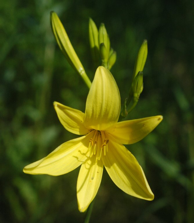 Lemon lily (Hemerocallis lilioasphodelus)