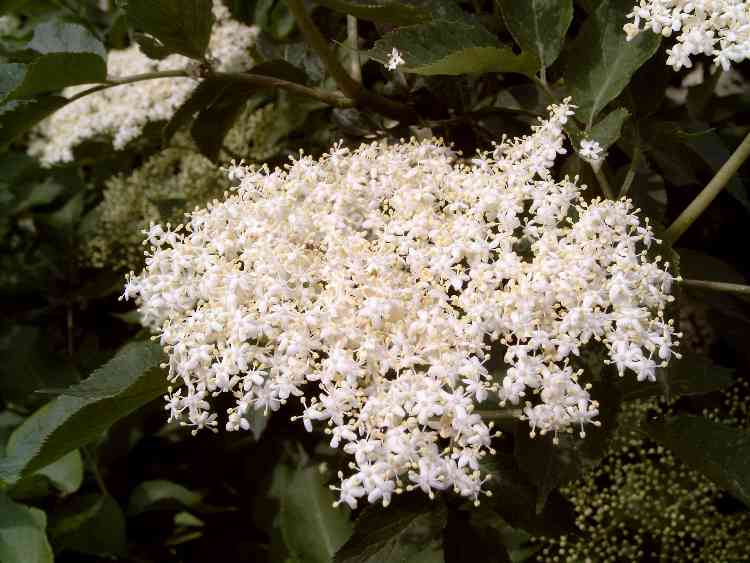 Elder (Sambucus nigra)