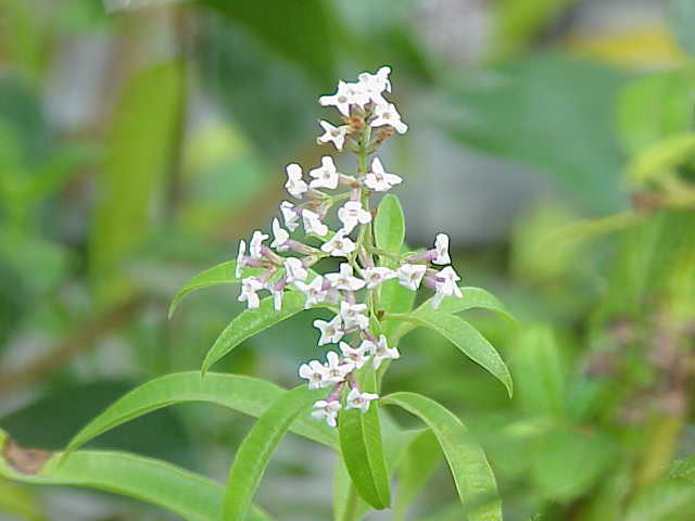 Lemon verbena (Aloysia citrodora)