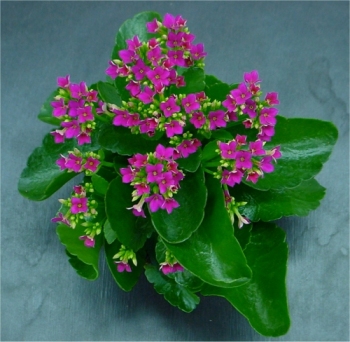 Flaming Katy (Kalanchoe blossfeldiana)