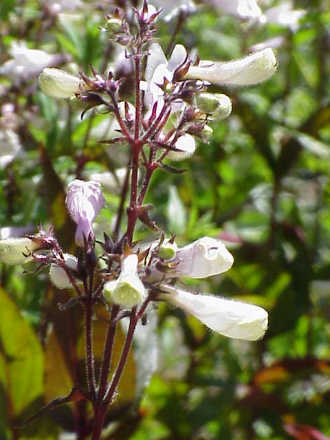Foxglove beardtongue (Penstemon digitalis)