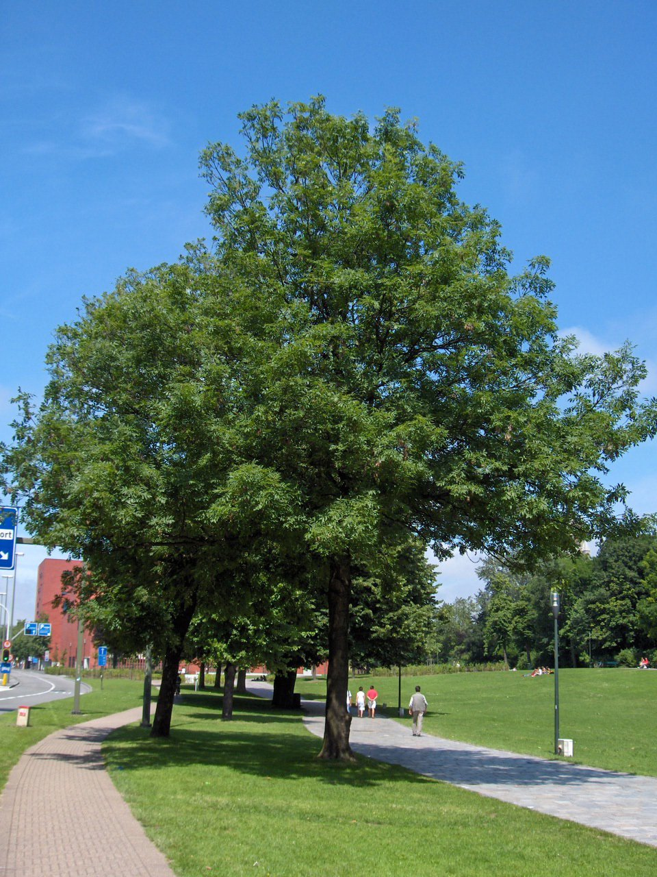 Ash (Fraxinus excelsior)
