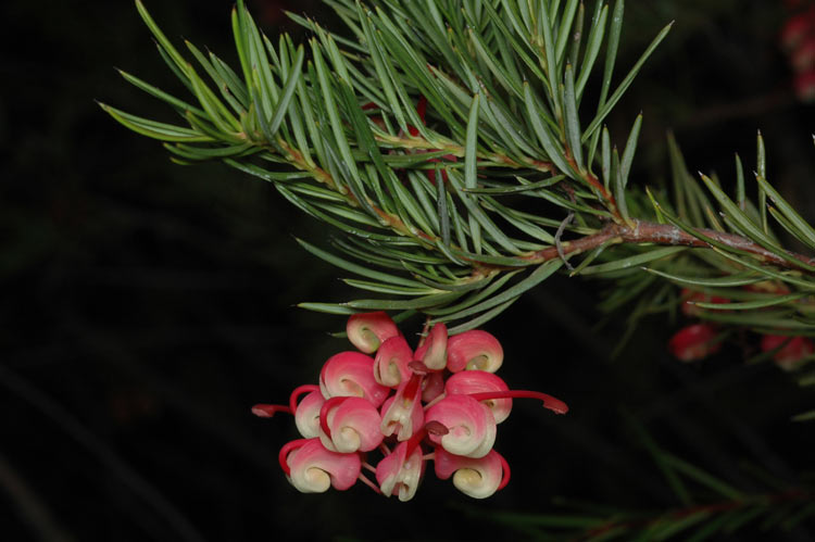 Rosemary grevillea (Grevillea rosmarinifolia)
