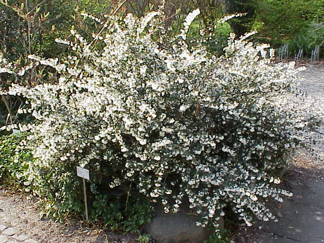 Delavay osmanthus (Osmanthus delavayi)