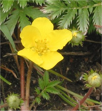 Silverweed (Potentilla anserina)