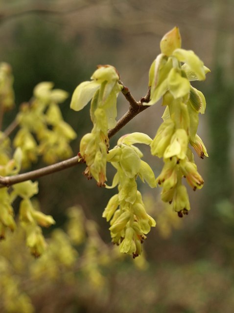 Spike winter hazel (Corylopsis spicata)