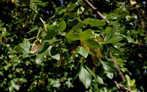 Montpellier maple (Acer monspessulanum)