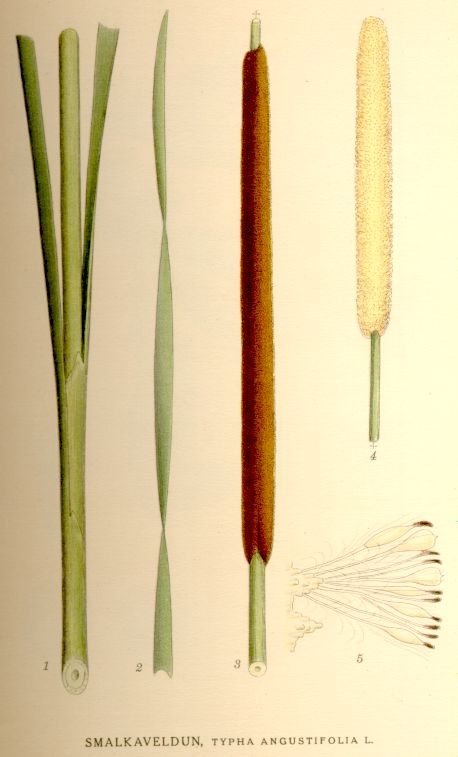 Lesser bulrush (Typha angustifolia)