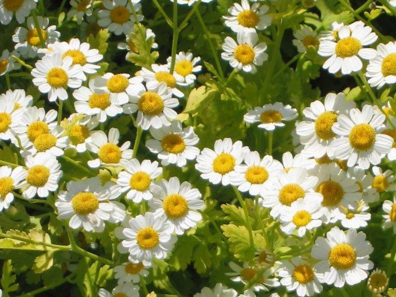 Grande camomille (Tanacetum parthenium)