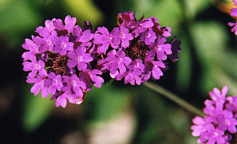Slender vervain (Verbena rigida)