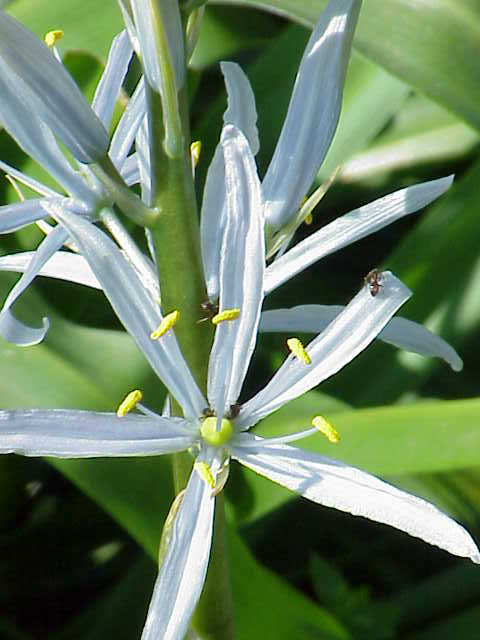 Cusick's camas (Camassia cusickii)