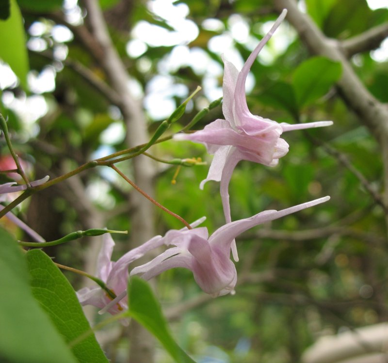 Large-flowered barrenwort (Epimedium grandiflorum) (Epimedium grandiflorum)