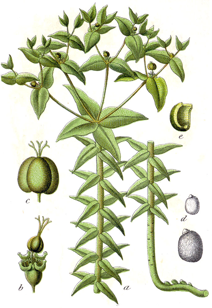 Caper spurge (Euphorbia lathyris)