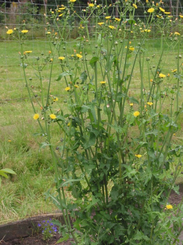 Smooth sow-thistle (Sonchus oleraceus)