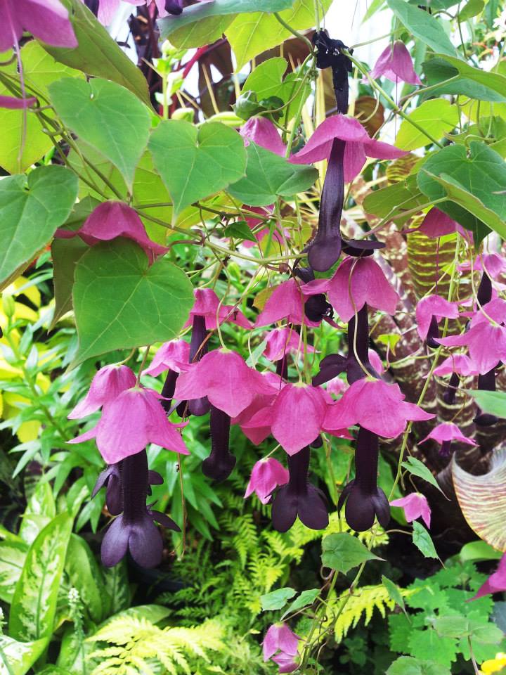 Purple bell vine (Rhodochiton atrosanguineus)