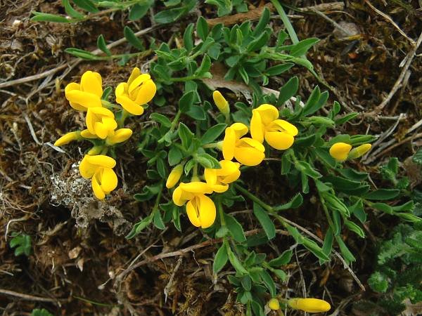 Hairy greenweed (Genista pilosa)