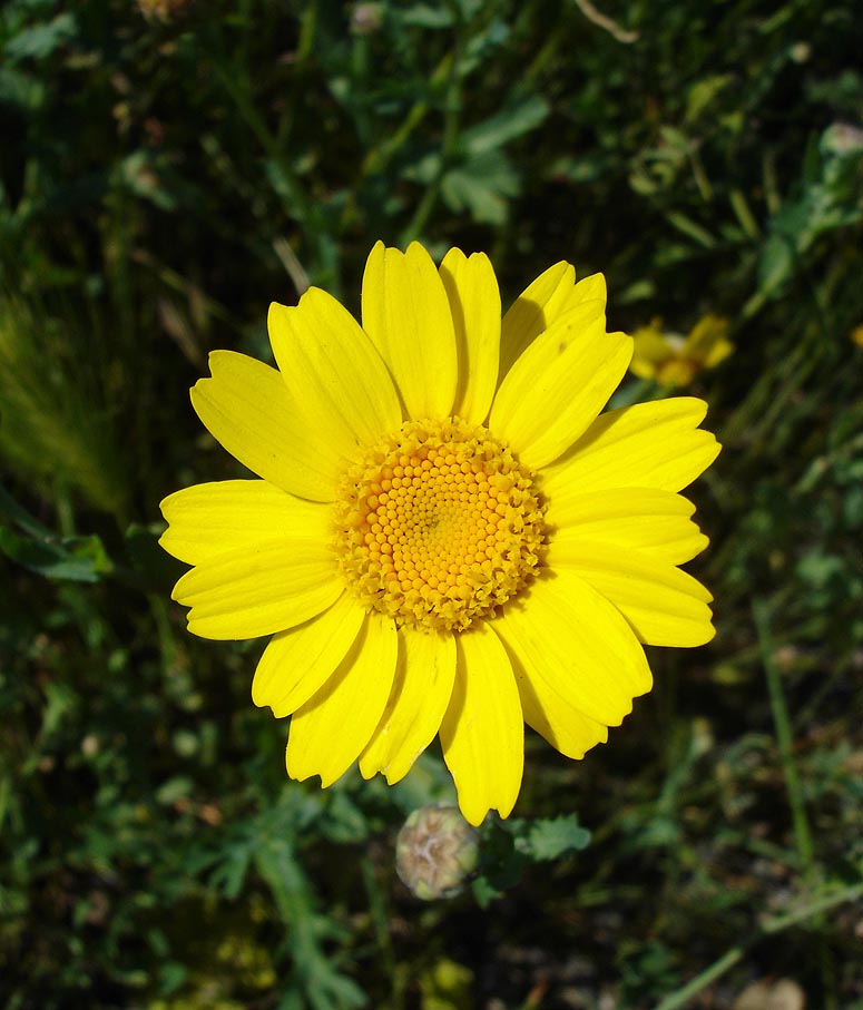 Chrysanthème des moissons (Glebionis segetum)