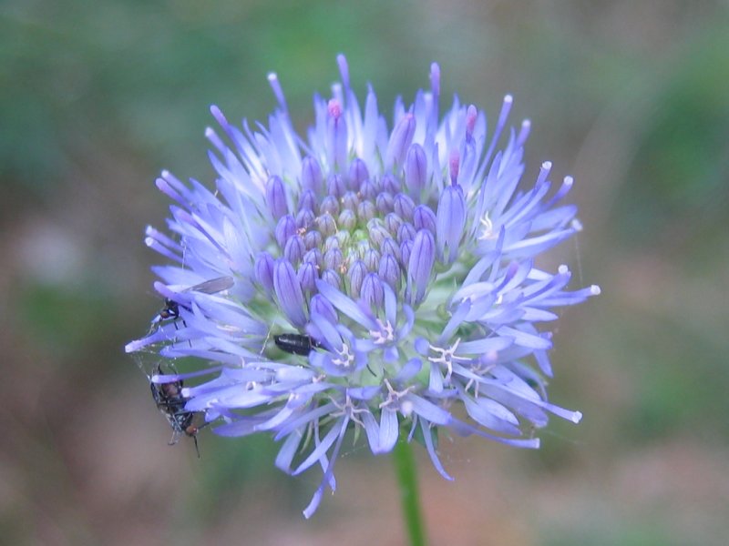 Sheep’s-bit (Jasione montana)