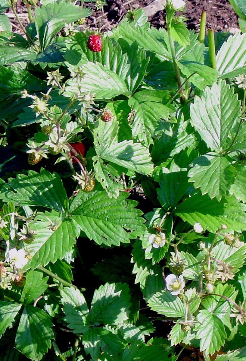 Wild strawberry (Fragaria vesca)