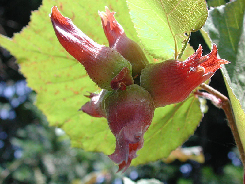 Filbert (Corylus maxima)
