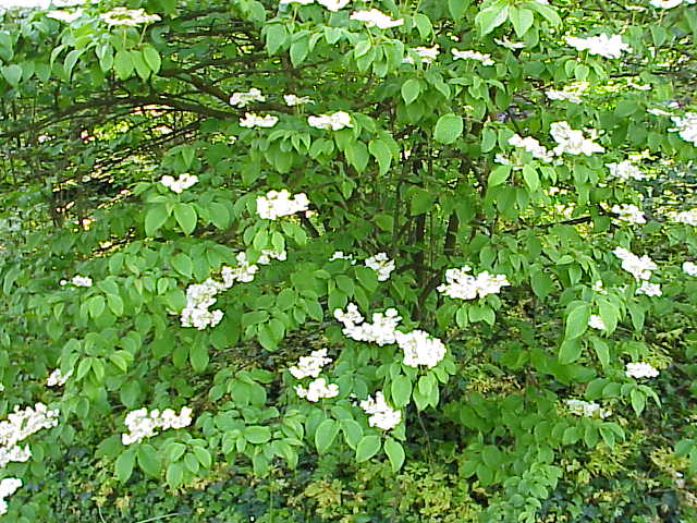 Japanese snowball (Viburnum plicatum)
