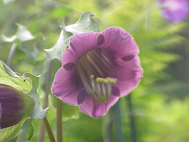 Cup-and-saucer vine (Cobaea scandens)