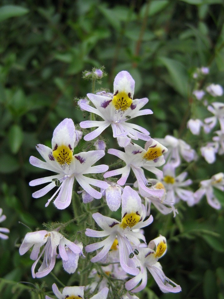 Poor man’s orchid (Schizanthus pinnatus)