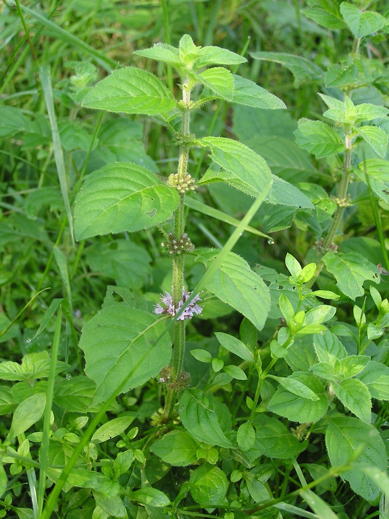 Corn mint (Mentha arvensis)
