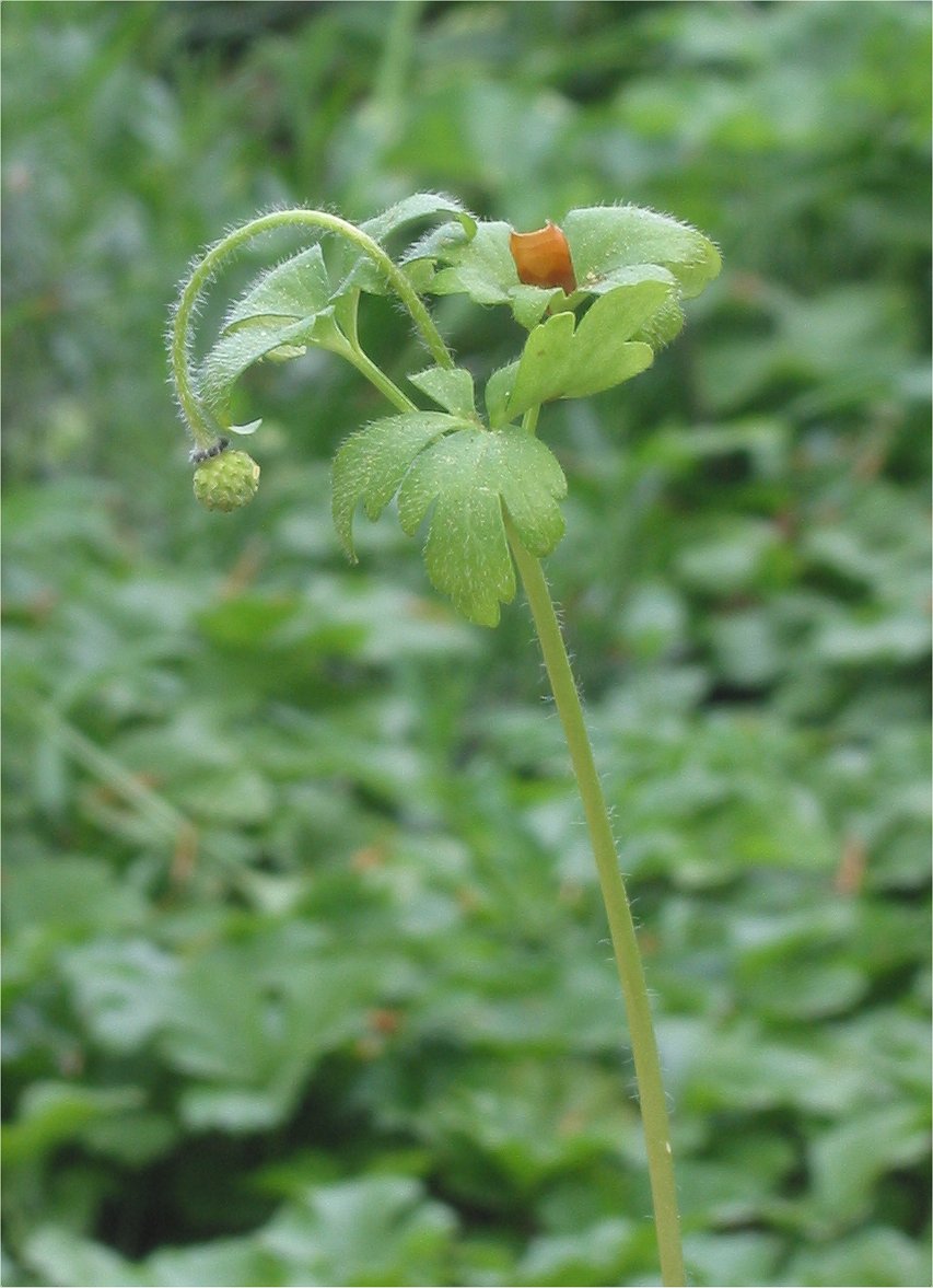 Grecian windflower (Anemone blanda)