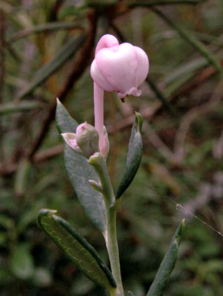 Bog rosemary (Andromeda polifolia)