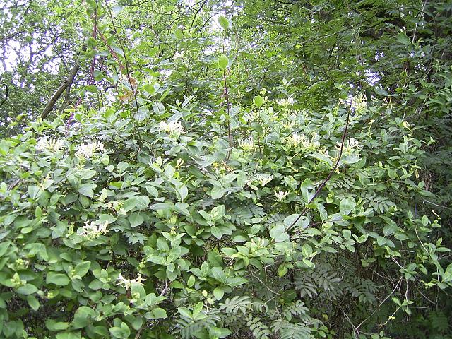 Honeysuckle (Lonicera periclymenum)